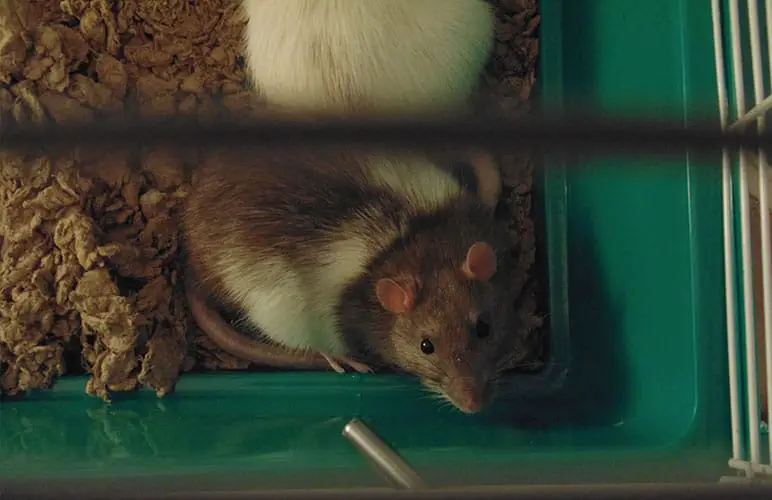 Pet rats on a cage