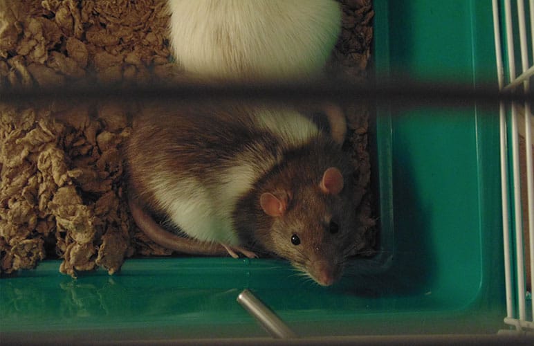 Pet rats on a cage