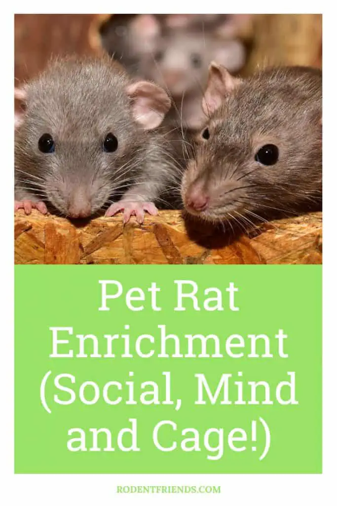 Pet Rat Enrichment, Pinterest Image