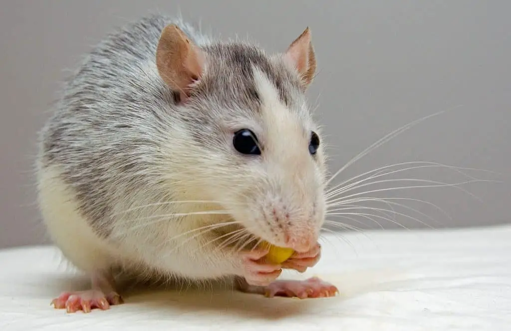 Pet rat eating some delicious food