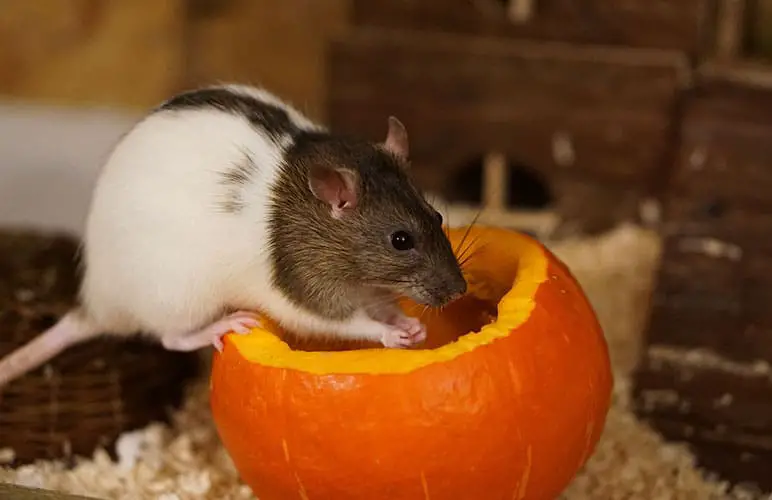 Pet Rat Enjoying a Tasty Pumpkin