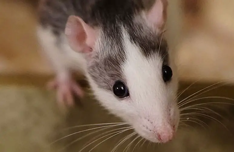 adorable pet rat looking into camera
