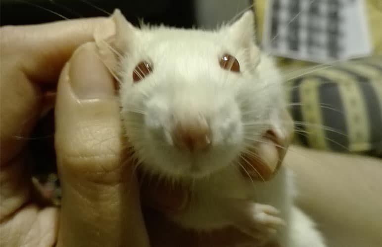 Your Pet Rat Escaped? Here's What To Do! Rodent Friends