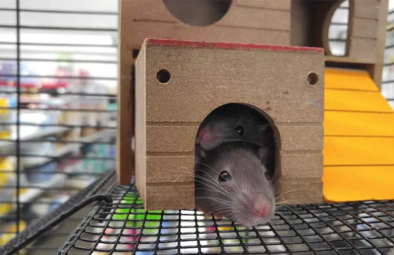 Two pet rats hiding in their home.