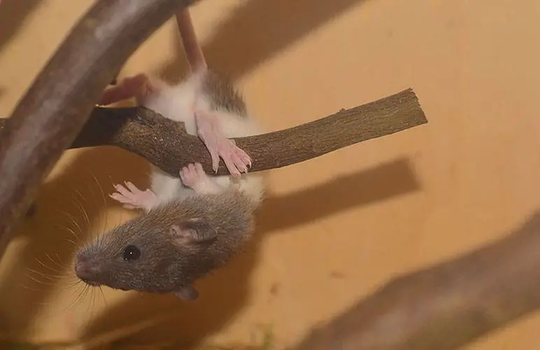 Cute pet rat hanging from a wooden branch