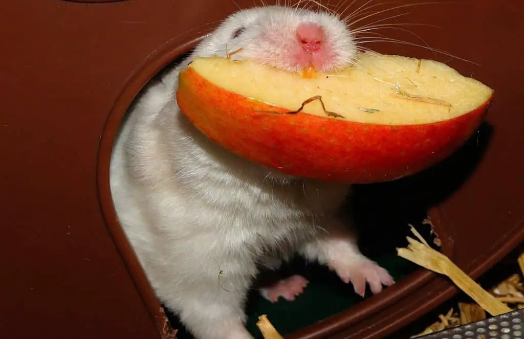 Pet Rat eating an apple slice