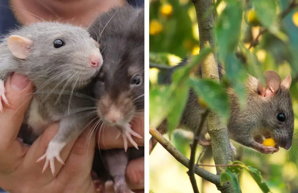 Differences between pet rats and a mouse