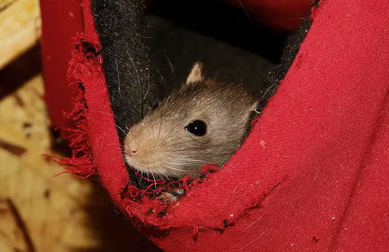 Pet rat relaxing in a hammock