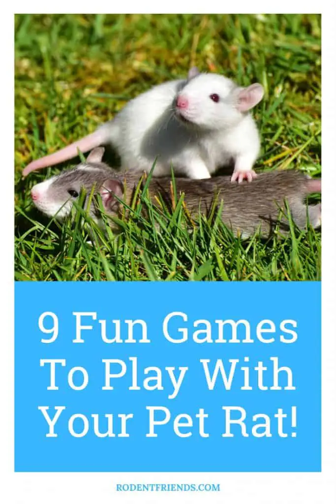 Two Pet Rats Playing, Pinterest Cover