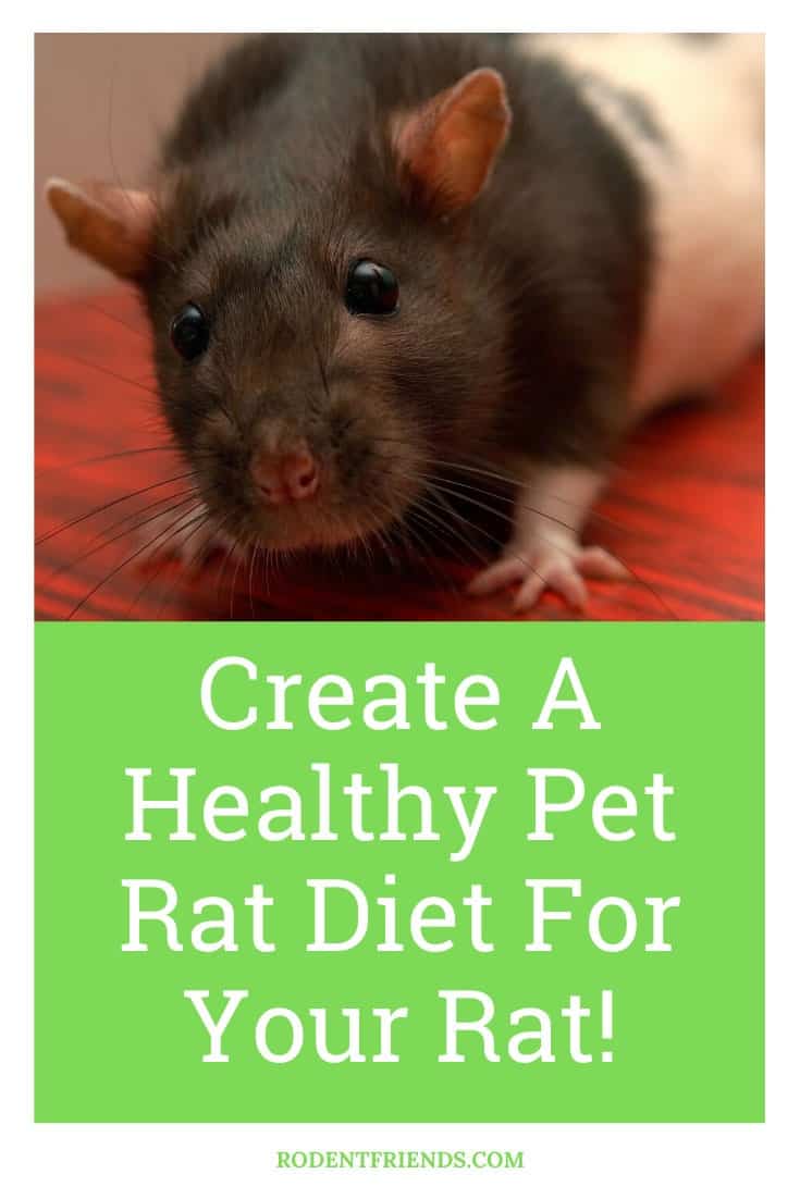 Creating A Healthy Pet Rat Diet For Your Rat! - Rodent Friends