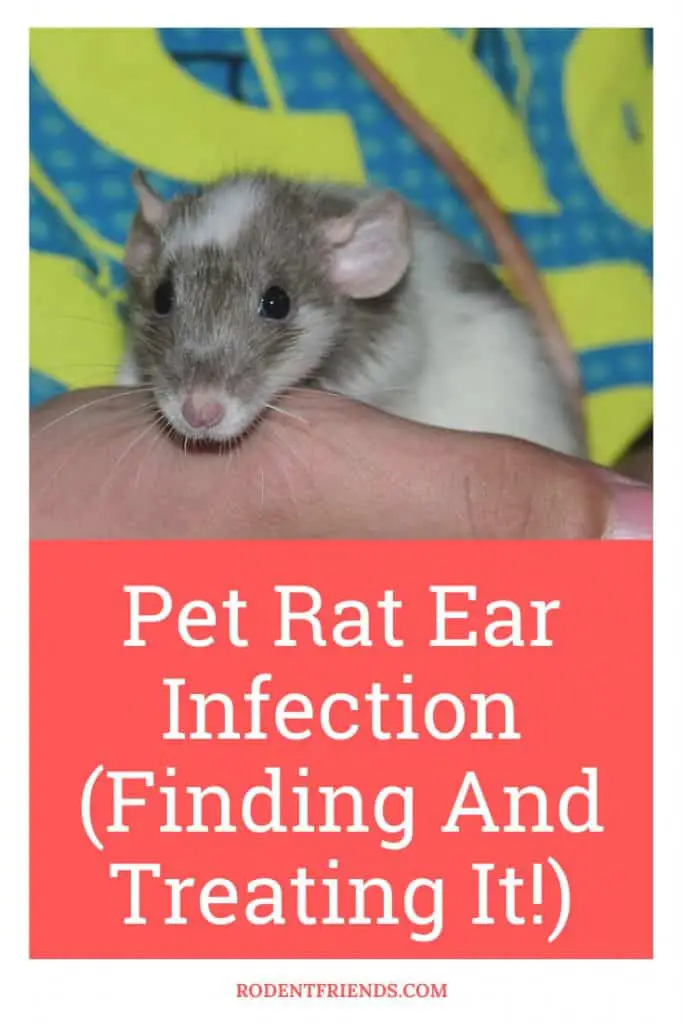 Pet Rat Ear Infection Pinterest Cover