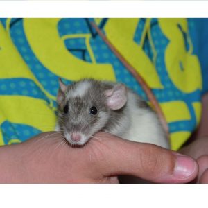 Pet Rat Ear Infection Thumbnail Cover