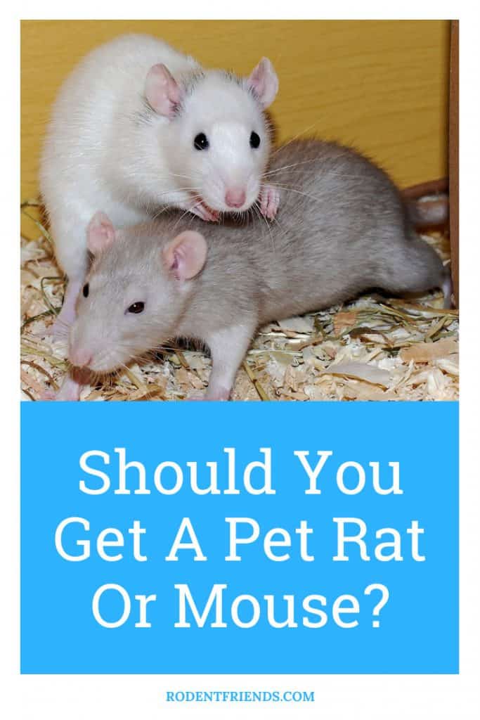 Pinterest cover for Shoul you get a pet rat or a mouse?