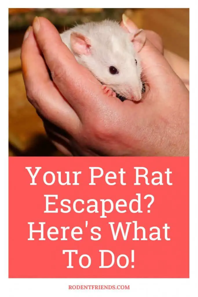 Pet rat being handled by a human - Pinterest Cover