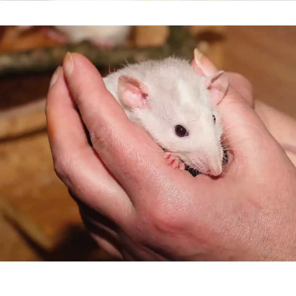 Your Pet Rat Escaped Thumbnail