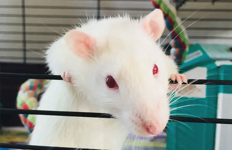 Adorable Albino Pet Rat Staring at the camera through the cage door.