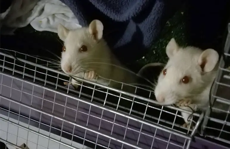 our adorable pet rats looking out of their cage!
