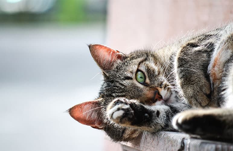 Cat lying down on the floor