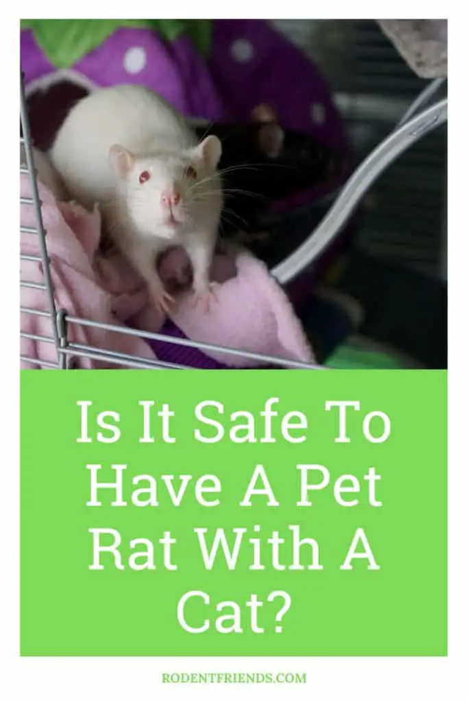 Is it safe to have a pet rat with a cat? Pinterest Cover