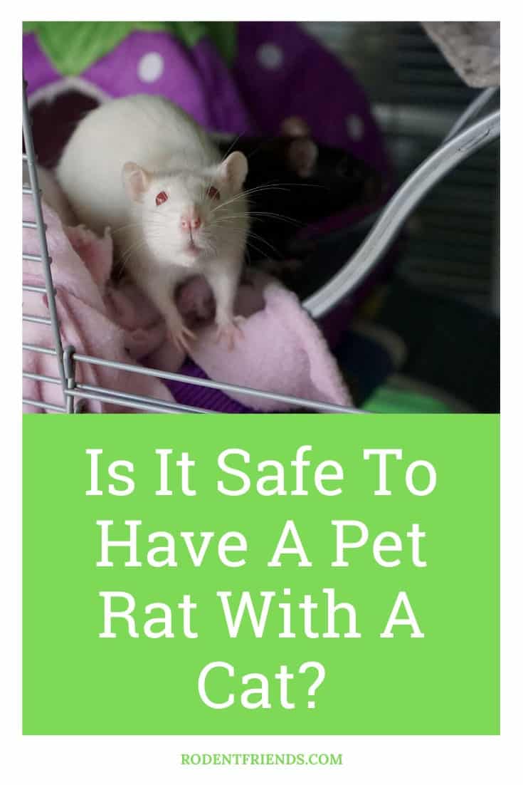 Is It Safe To Keep A Pet Rat With A Cat? Complete Guide With Tips!