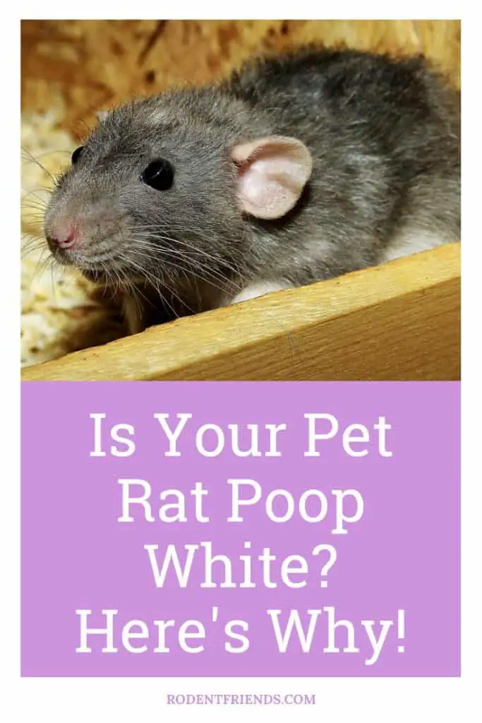 is your pet rat poop white? Here's why! Pinterest Cover