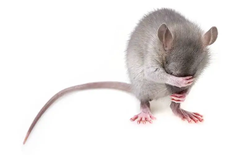 Photo of a pet rat grooming itself and cleaning their face