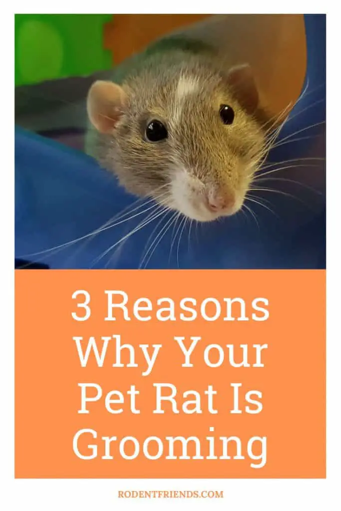 pinterest image cover of reasons why your pet rat is grooming itself, each other and you!