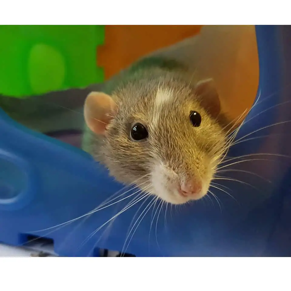 image of an adorable pet rat