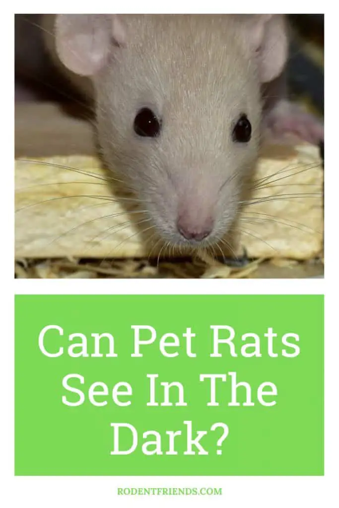 can pet rats see in the dark, pinterest cover