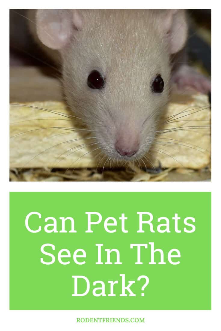 Can Pet Rats See In The Dark? And How? Rodent Friends
