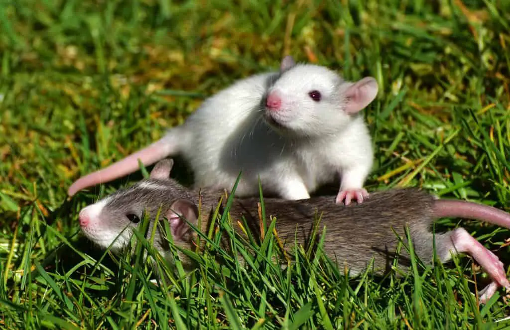 two young pet rats playing in the grass
