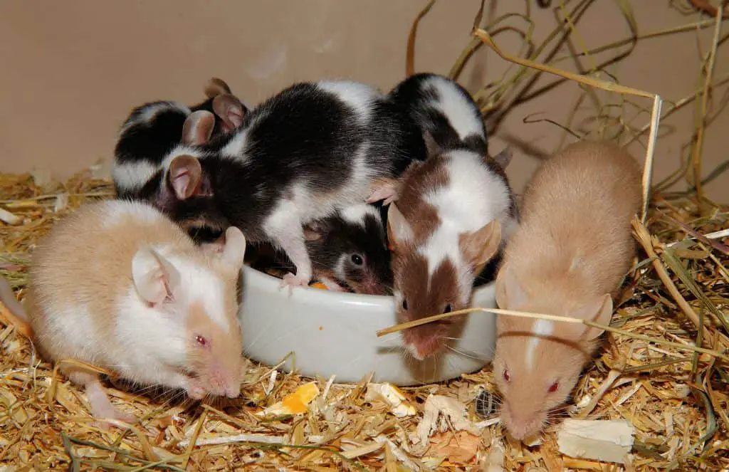 several pet rats eating and hoarding food