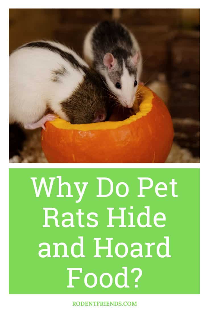 Why Do Pet Rats Love To Hoard Food Is It Safe Rodent Friends