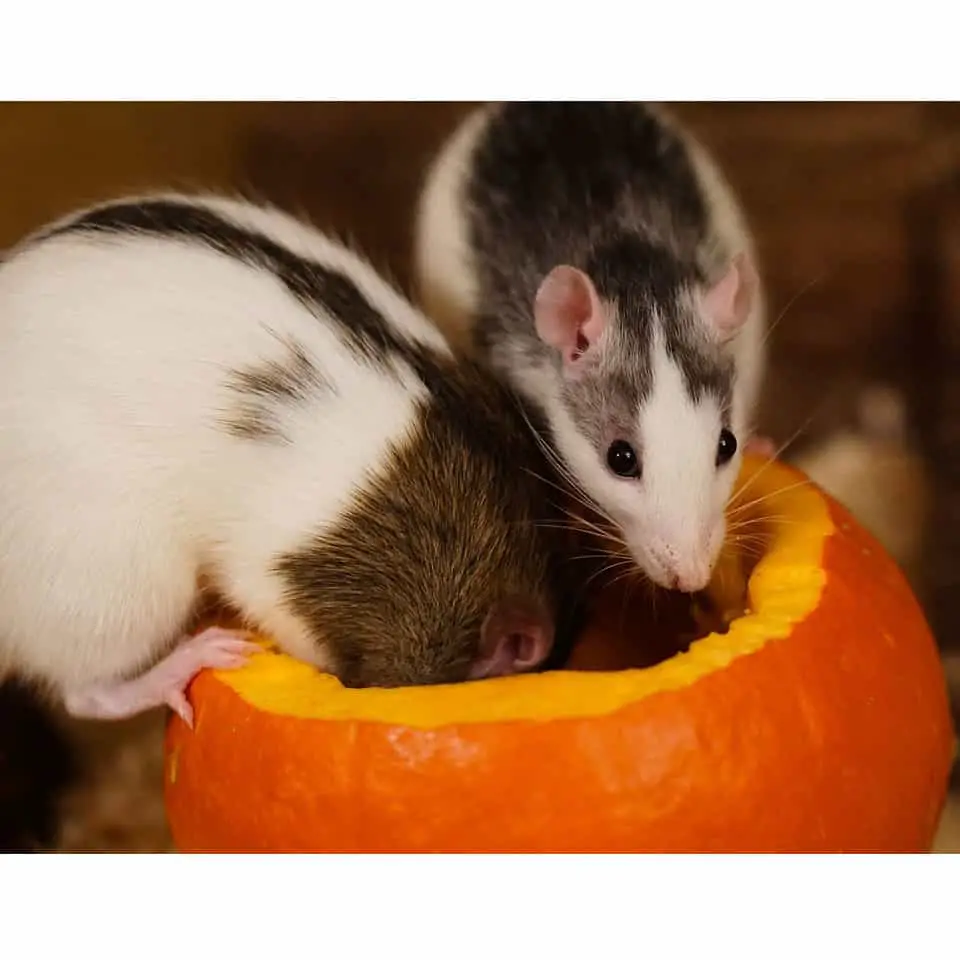 pet rats eating from a pumpkin, preparing to hoard some food