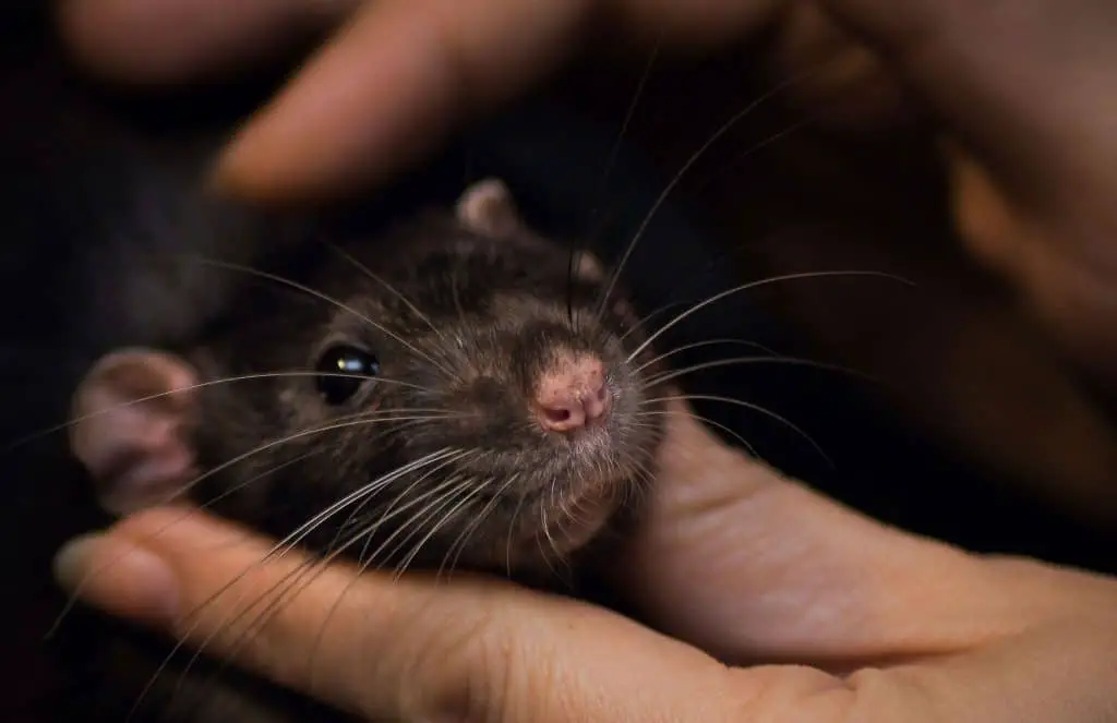 pet rat showing affection towards owner, why is your pet rat licking you