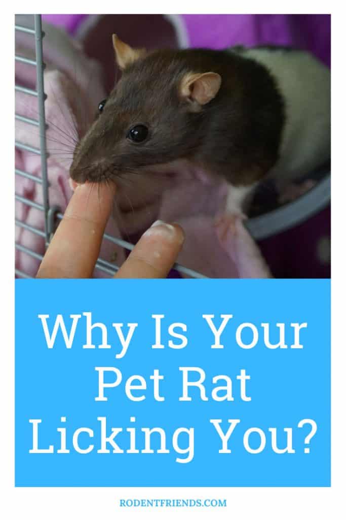 why is your pet rat licking you? pinterest cover