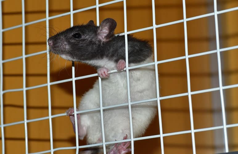 pet rat climbing through it's cage, trying to escape