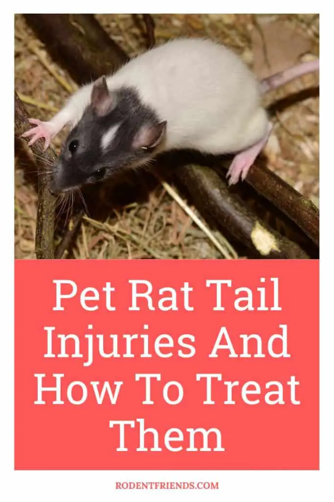 Pet Rat Tail Injuries and how to treat them, pinterest cover