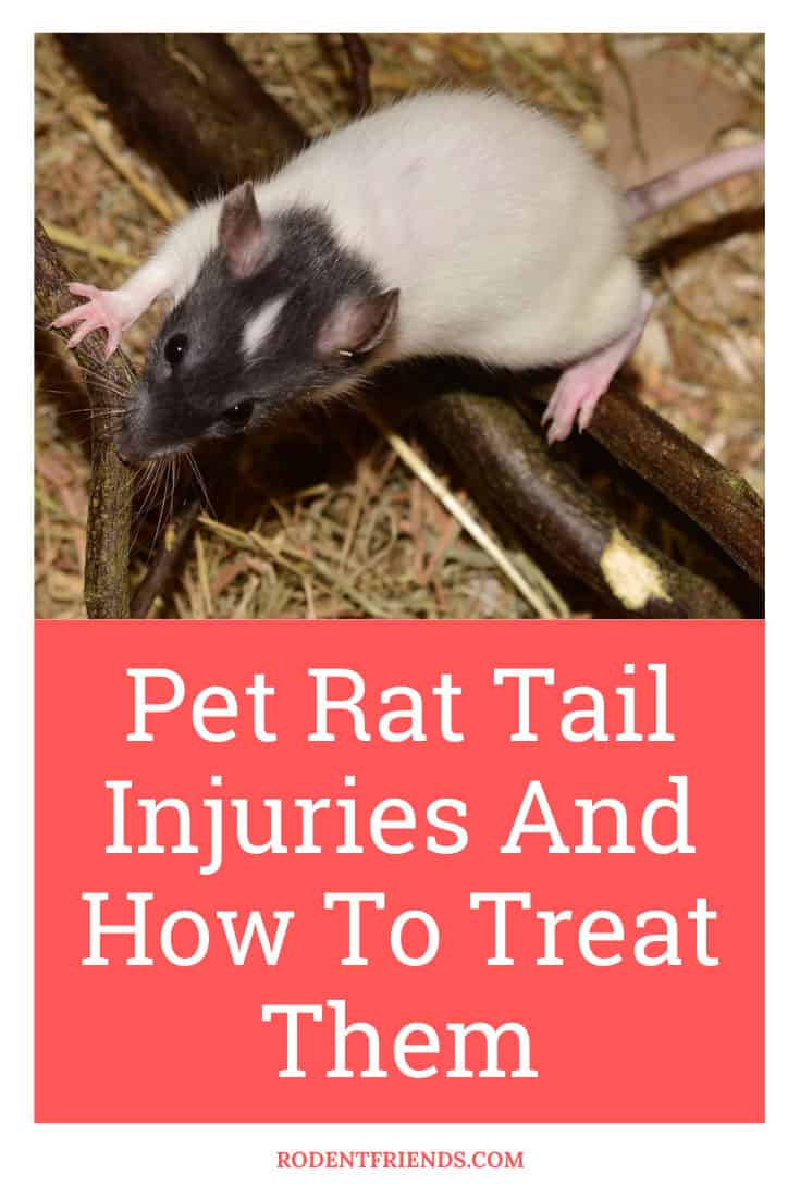 Pet Rat Tail Injuries And How To Treat Them Quickly! Rodent Friends