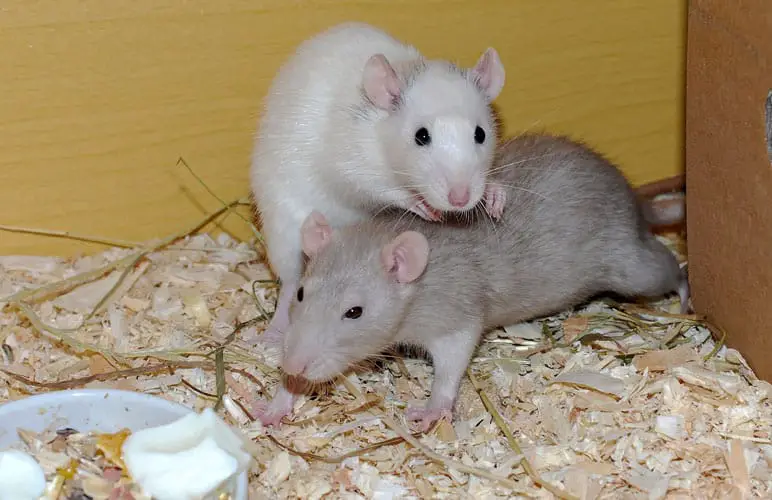 two pet rats friendly wrestling