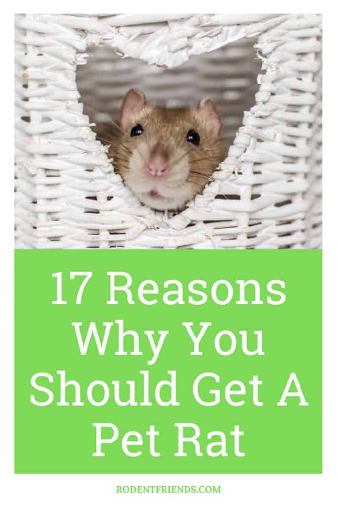 reasons why you should get a pet rat, pinterest cover