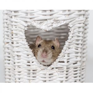 17 Reasons Why You Should Get A Pet Rat Thumbnail