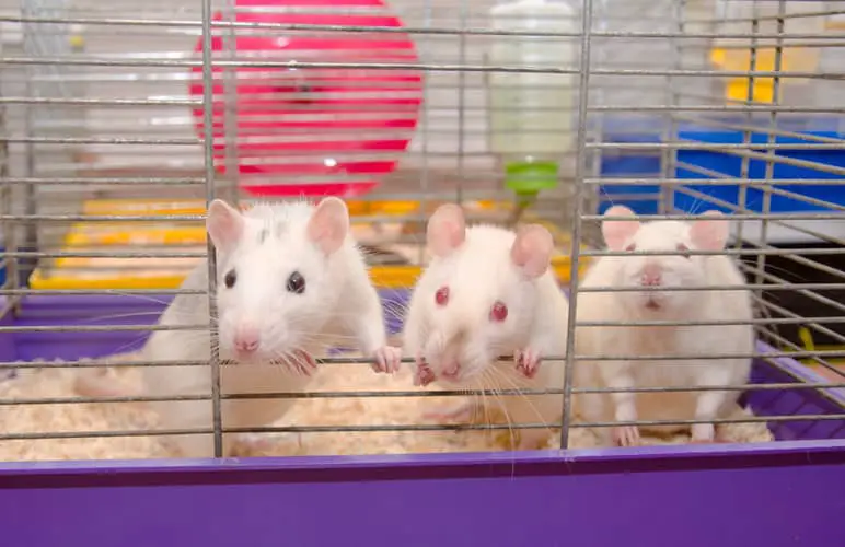 pet rats in an open cage