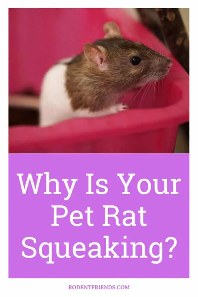why is your pet rat squeaking pinterest cover