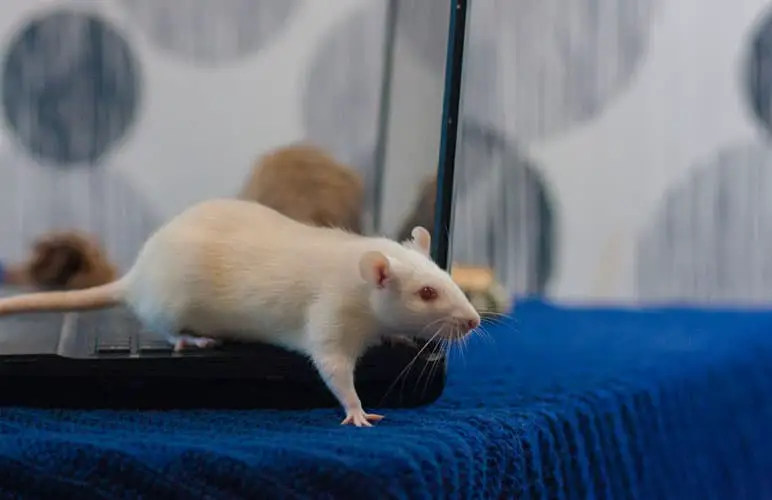 albino pet rat free roaming in a room