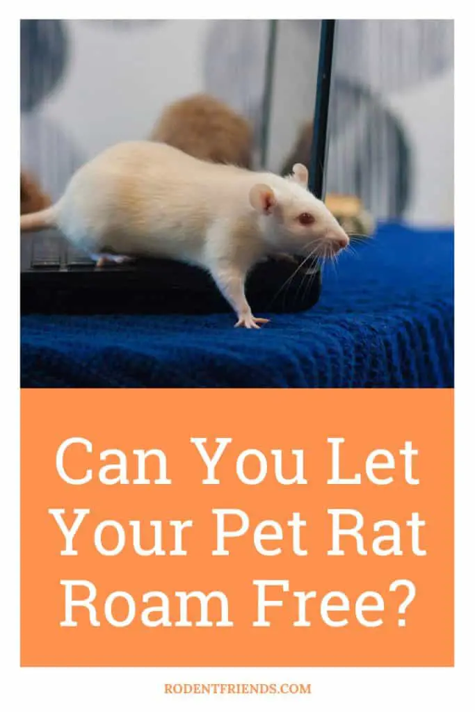 can you let your pet rat roam free, pinterest cover