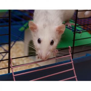 How Much Does A Rat Cage Cost Thumbnail