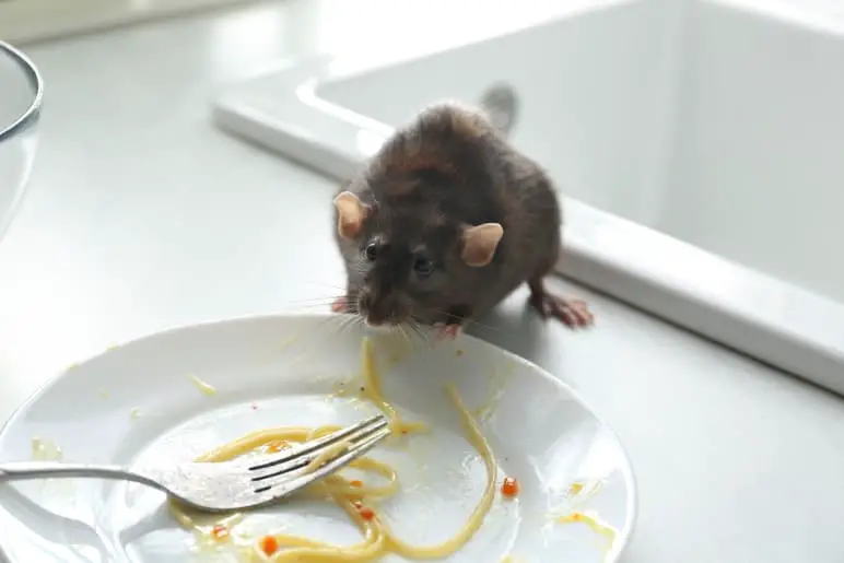 pet rat stealing spaghetti from a plate in the kitchen, trying to eat human food