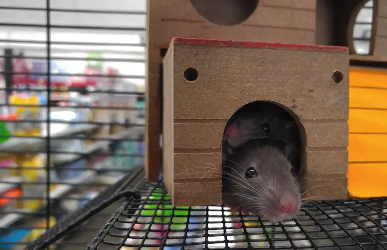 two pet rats in their little house