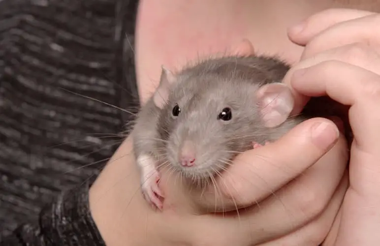 dumbo rat being held by a human